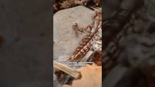 Webspinners Move Much Faster in Reverse | #DeepLook #Shorts