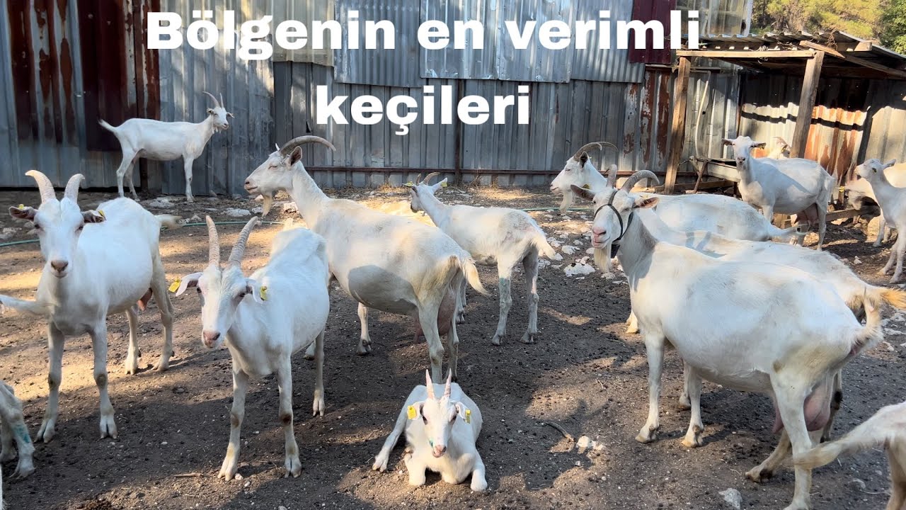 SANNEN KEÇİSİ/SAKIZ KOYUNU VERİM ÖZELİĞİ.