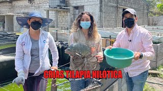 Crías de TILAPIA NILOTICA | Líneas STRING Y SPRING | Cuantas MOJARRAS por metro cúbico debo sembrar