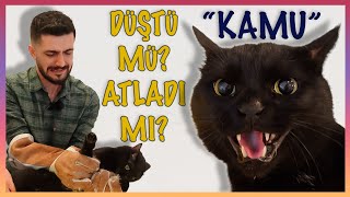 ATARLI KEDİ: KAMU!  Yanlış yaparsan Cezalandırır! (Kara kedi kamu)