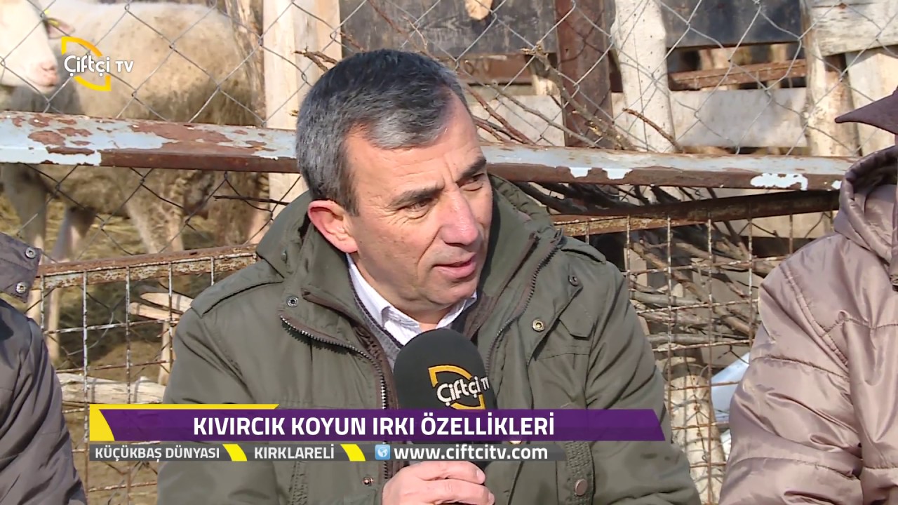 Küçükbaş Dünyası-Kıvırcık Koyun Yetiştiriciliği....