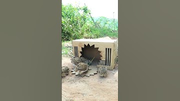Creative Bird Trap - Quail Trap #bird trap technique #shorts