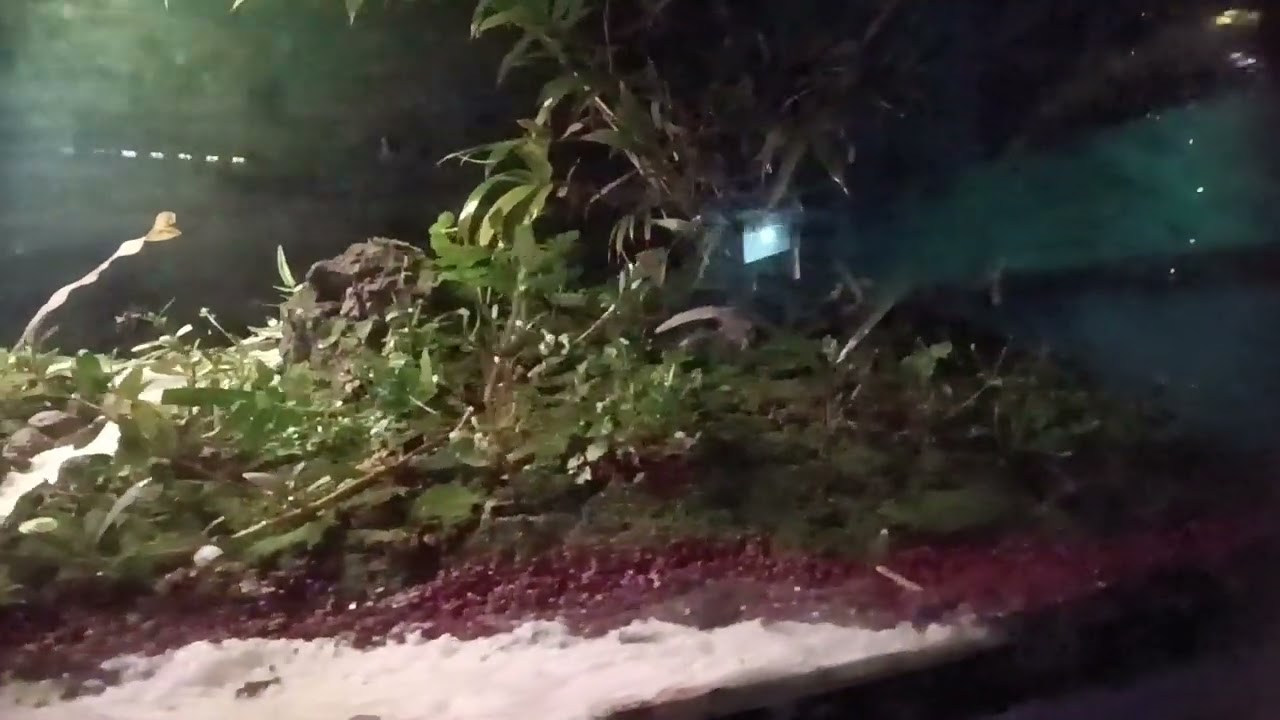 Aviary mini. Kembali ke alam...