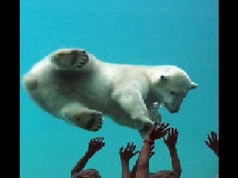 holanda 4 oceanium rotterdam aquarium rotterdam youtube