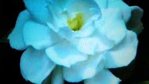 michele.wmv