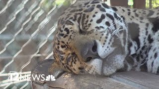 New photo shows jaguar at Arizona border