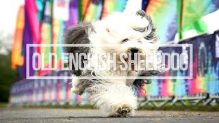 Review Anjing Ras Old English Sheepdog