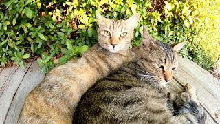 公園に捨てられた二匹の猫が心細そうに身を寄せ合う・・・