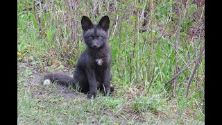 Fox Pups 13