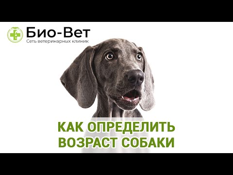 Как Определить Возраст Собаки & Почему Важно Знать Возраст Собаки. Ветклиника Био-Вет