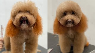 Hướng dẫn Cắt tỉa lông cho Poodle tại nhà đẹp | Dạy cắt tỉa lông chó | Poodle grooming asian style