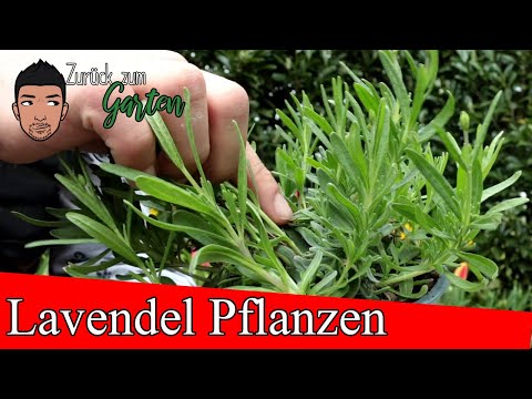 Video: Lavendel - im Freien pflanzen und pflegen