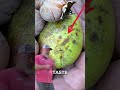 7 نباتات برية ذات مذاق جيد