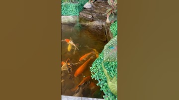 #koipond water change and bog filter cleaning