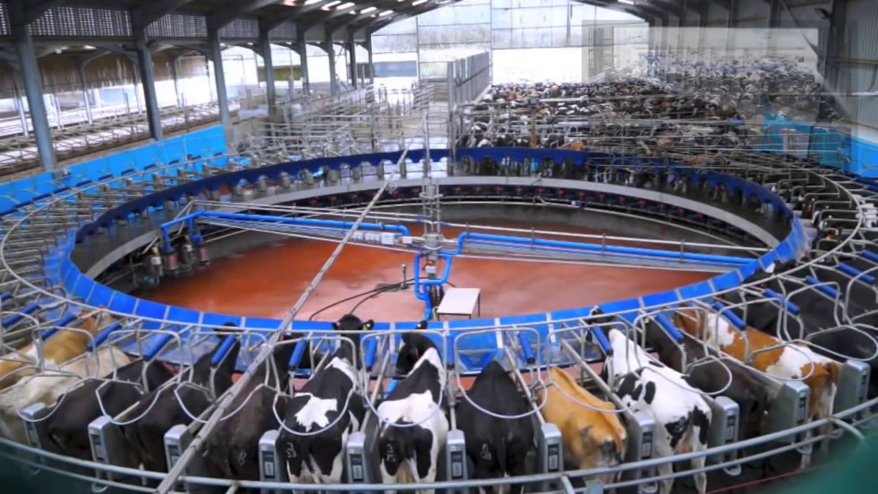 Cows Milk How Much Milk Does A Cow Give Dairy Processing YouTube Cows Milk How Much Milk Does A Cow Give Dairy Processing YouTube