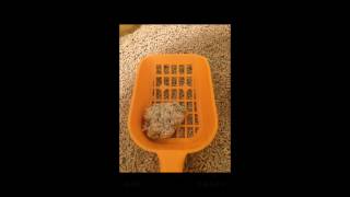 ｢ニオイをとる砂｣公式アプリ　”猫ちゃんのトイレ日記”操作方法／2分24秒