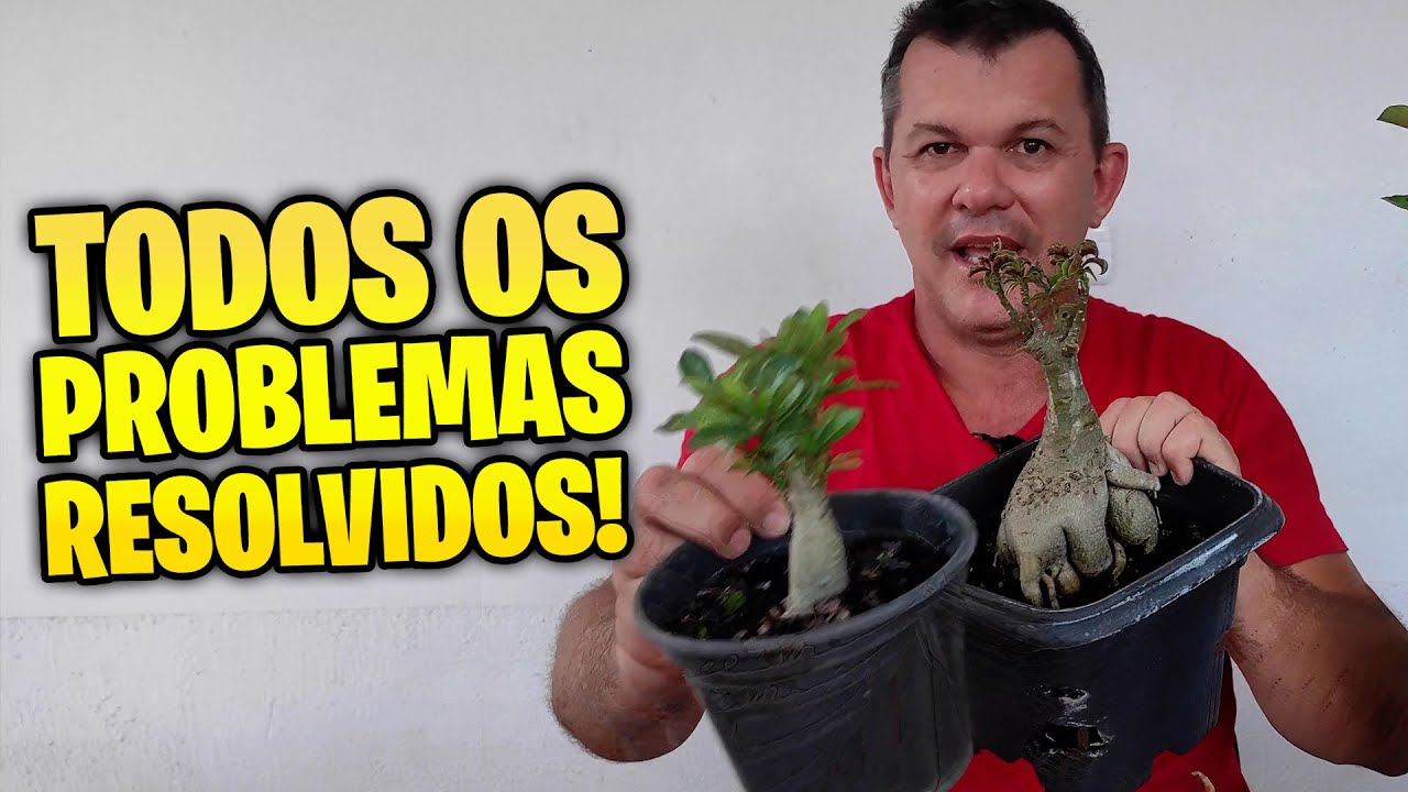 [IMPERDÍVEL] Como resolver esses três problemas em ROSAS DO DESERTO