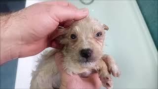 Hungry, weak, dirty and with flea. Puppy saved from street