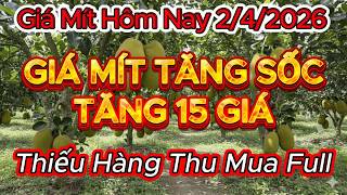 Giá Mít Hôm Nay 242026 Tăng Sốc Mít Thái & Mít Indo Lá Bầu Bật Tăng Liên Tục