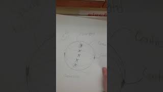 Mitosis - Science Project