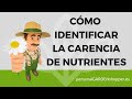 CÓMO IDENTIFICAR LA CARENCIA DE NUTRIENTES EN LAS PLANTAS