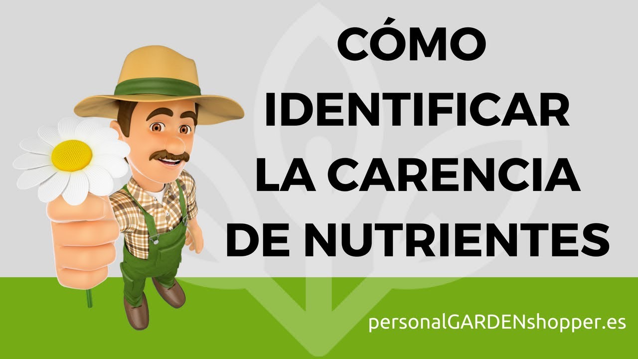CÓMO IDENTIFICAR LA CARENCIA DE NUTRIENTES EN LAS PLANTAS