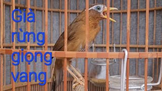 Họa Mi hót đấu giọng không đè/ kích hót buổi sáng giọng hay luyến láy