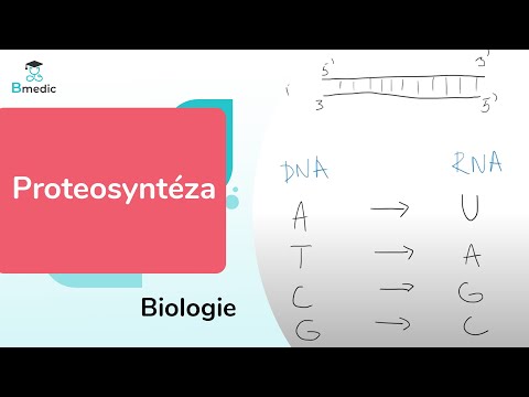 Video: Jak je vysvětlena translace mRNA ukončená?