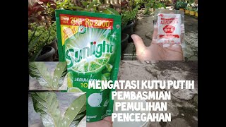 TEH DAUN SIRSAK ternyata BANYAK MANFAATNYA #DEWIGUNAWAN Vlog #50 ✔