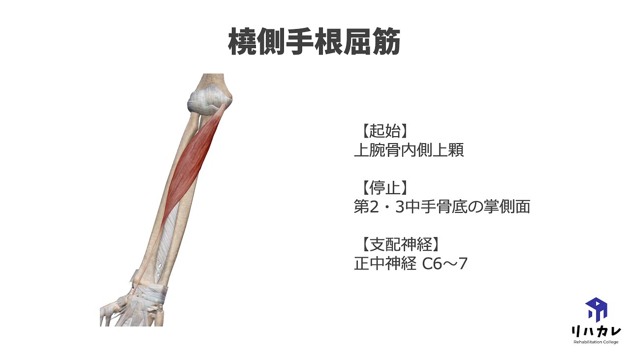 橈側 手 根 屈筋