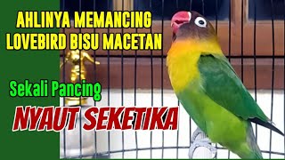 LOVEBIRD NGEKEK PANJANG SEKALI PANCING NYAUT SEKETIKA, AHLINYA MEMANCING LABET BISU DAN MACETAN