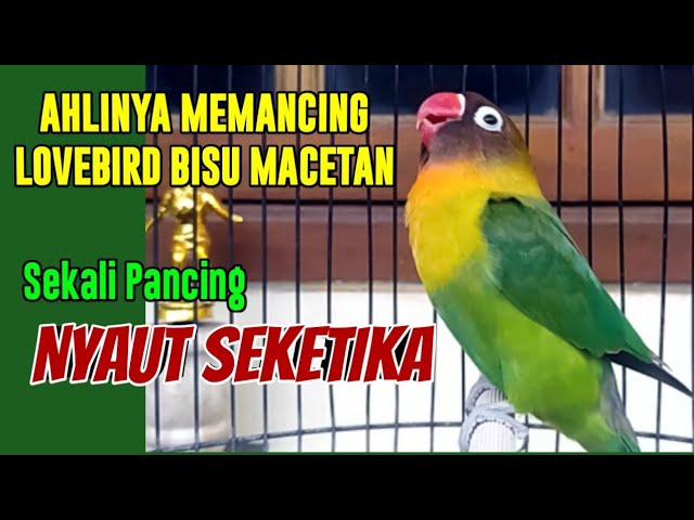 LOVEBIRD NGEKEK PANJANG SEKALI PANCING NYAUT SEKETIKA, AHLINYA MEMANCING LABET BISU DAN MACETAN class=