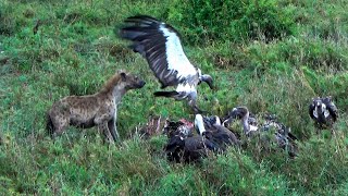 The Surprising Coexistence of Vultures and Hyenas Eating a Victim in Tanzania@TheWildTube by The Wild Tube 429 views 1 year ago 8 minutes, 43 seconds