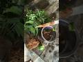 ఉగాది పచ్చడి ఎలా చేయాలి? సింపుల్ రెసిపీ!.#Ugadi #Ugadi2026 #UgadiPachadi #UgadiSpecial #HappyUgadi