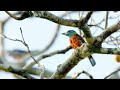 Ecosystem Interactions and Fruit Access