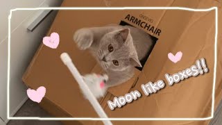 Moon the Cat vlog #9 Moon likes boxes