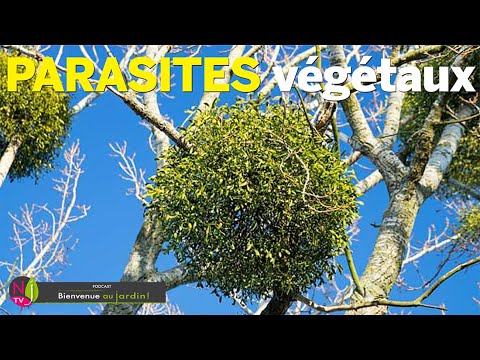 Vidéo: Informations sur les plantes parasites - En savoir plus sur les différents types de plantes parasites