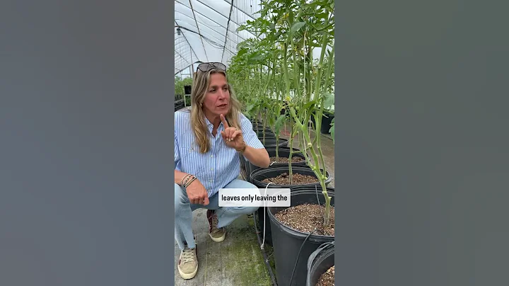 Stop growing tomatoes if you aren’t doing this 🍅 Pruning will give you 5x more! #tomato #garden