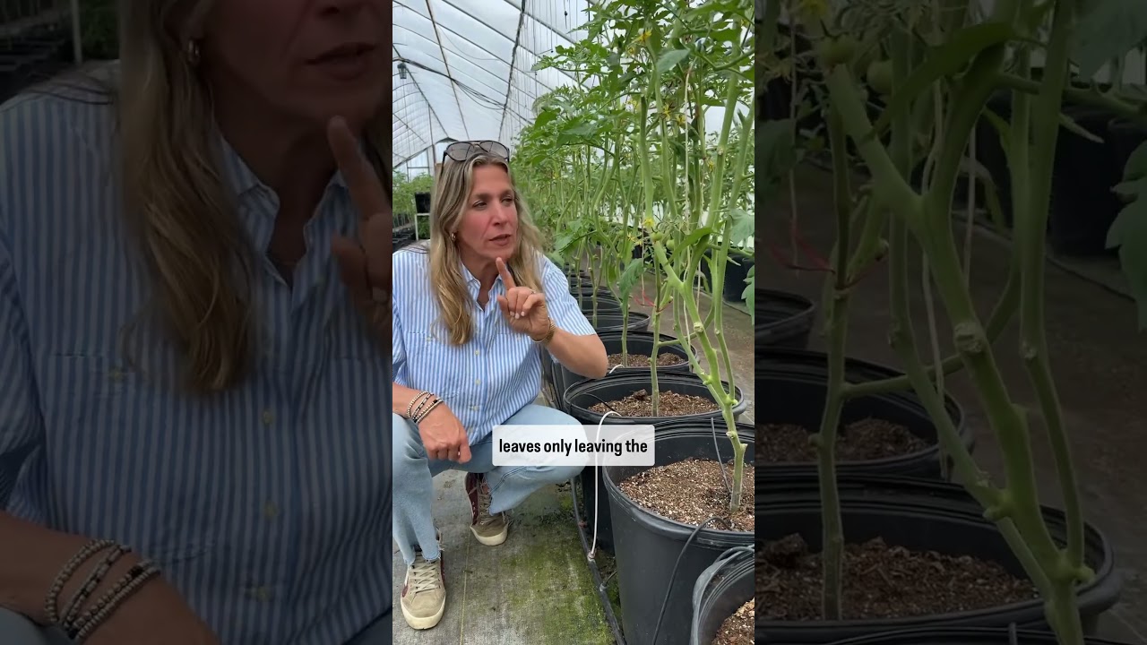 Если вы этого не делаете, прекратите выращивать помидоры. Обрезка даст вам в 5 раз больше урожая!...