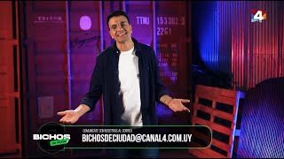 Bichos De Ciudad - Domingo 04052025