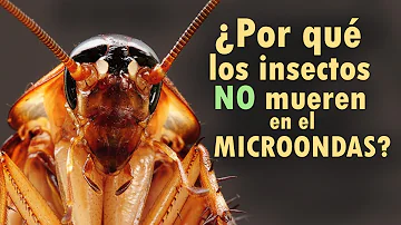 ¿Qué microondas mata las bacterias?