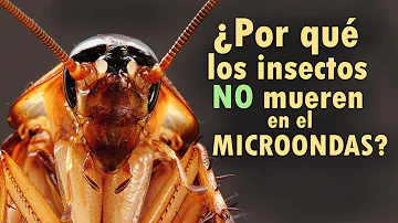 ¿Puede un insecto sobrevivir a un microondas?