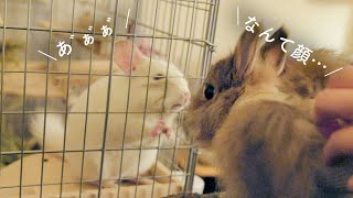 うさぎの散歩がうらやましくて変顔になっちゃうチンチラNo.199