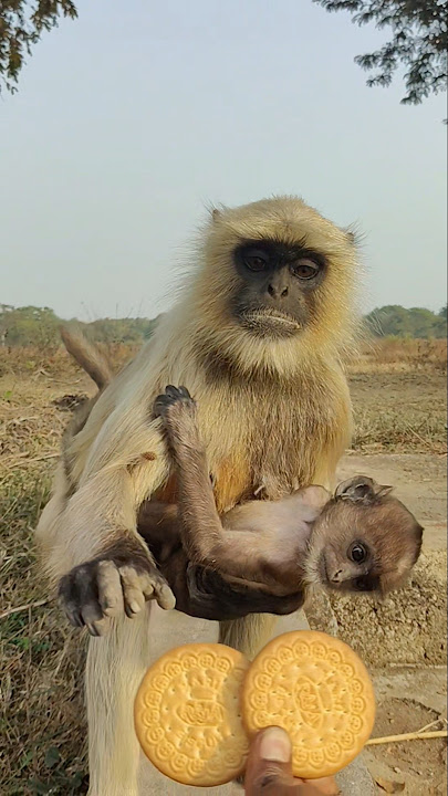 Langur Apne Baby Ke Sath Mere Paas Biscuit Lene Aaya | Bahut Sundar Scene.