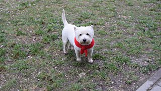 West Higland White Terrier (Westie) Bobby. April snow by Elena & Bob 406 views 1 month ago 1 minute, 28 seconds