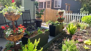Showing My Summer Containers, New Shade Garden, & Mass Planting Foxglove and Nicotiana
