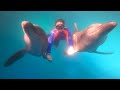 Experience Dolphins: Trainer for a Day in Puerto Vallarta