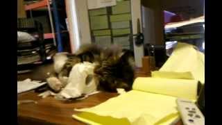 Maine Coon TP attack by Mark4799 352 views 12 years ago 1 minute, 5 seconds