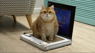 Laptop for a cat by Hosico Cat 20,327 views 2 months ago 2 minutes, 11 seconds