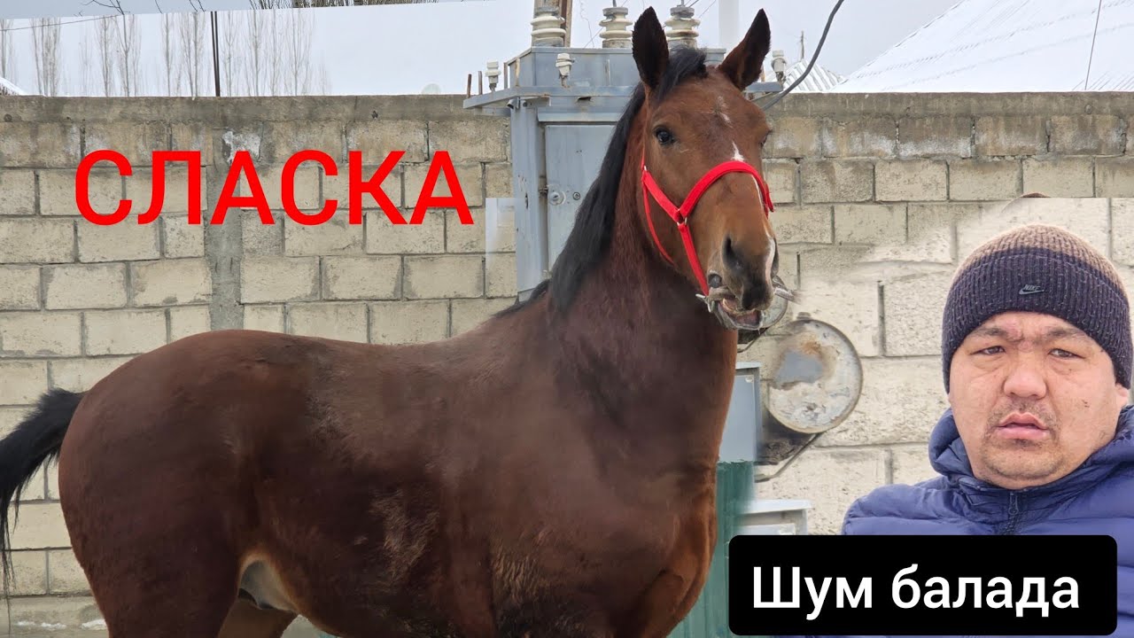 ЧЫКТЫ САТЫЛДЫ 